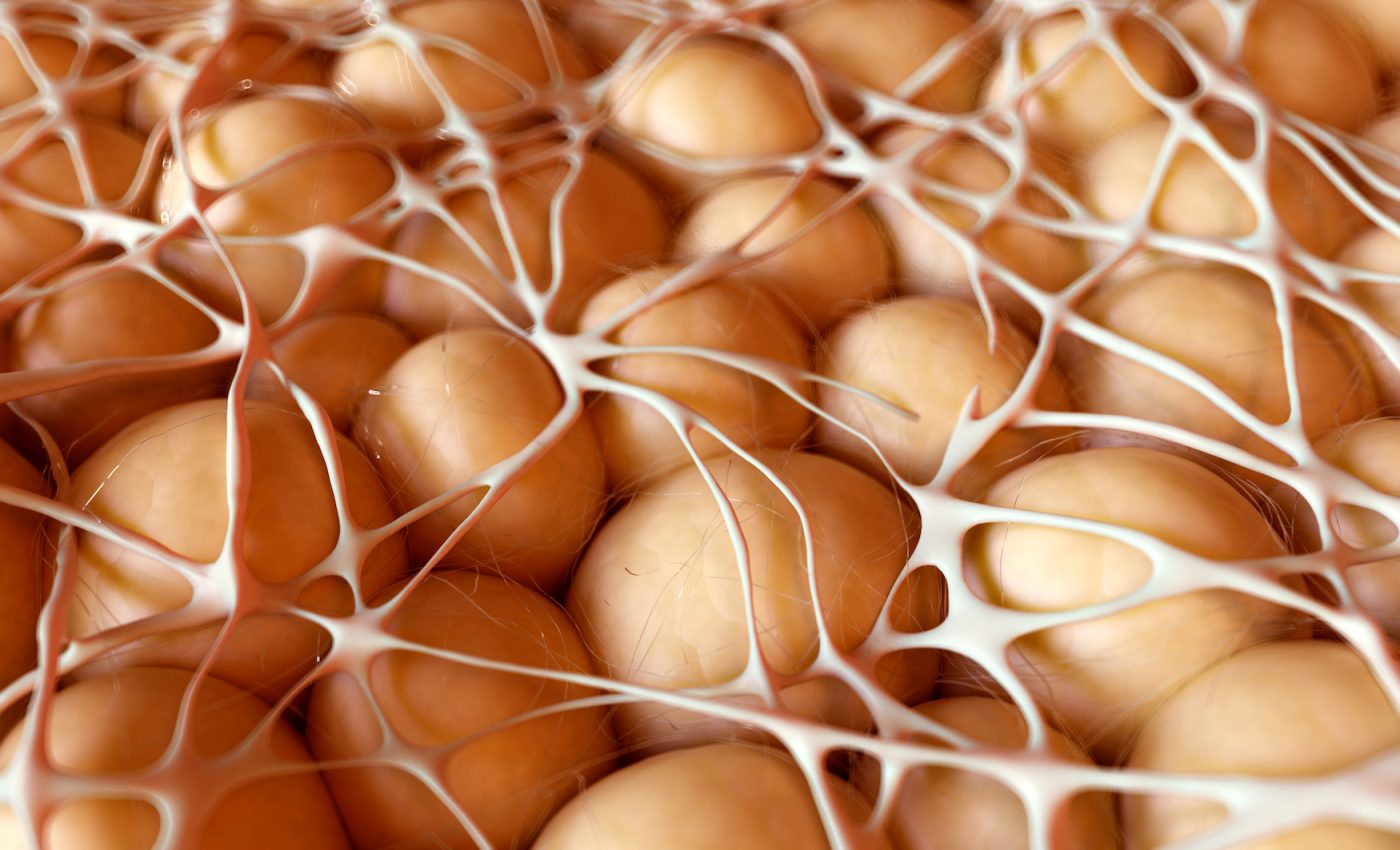 Brown fat is important to good health and helps protect against obesity