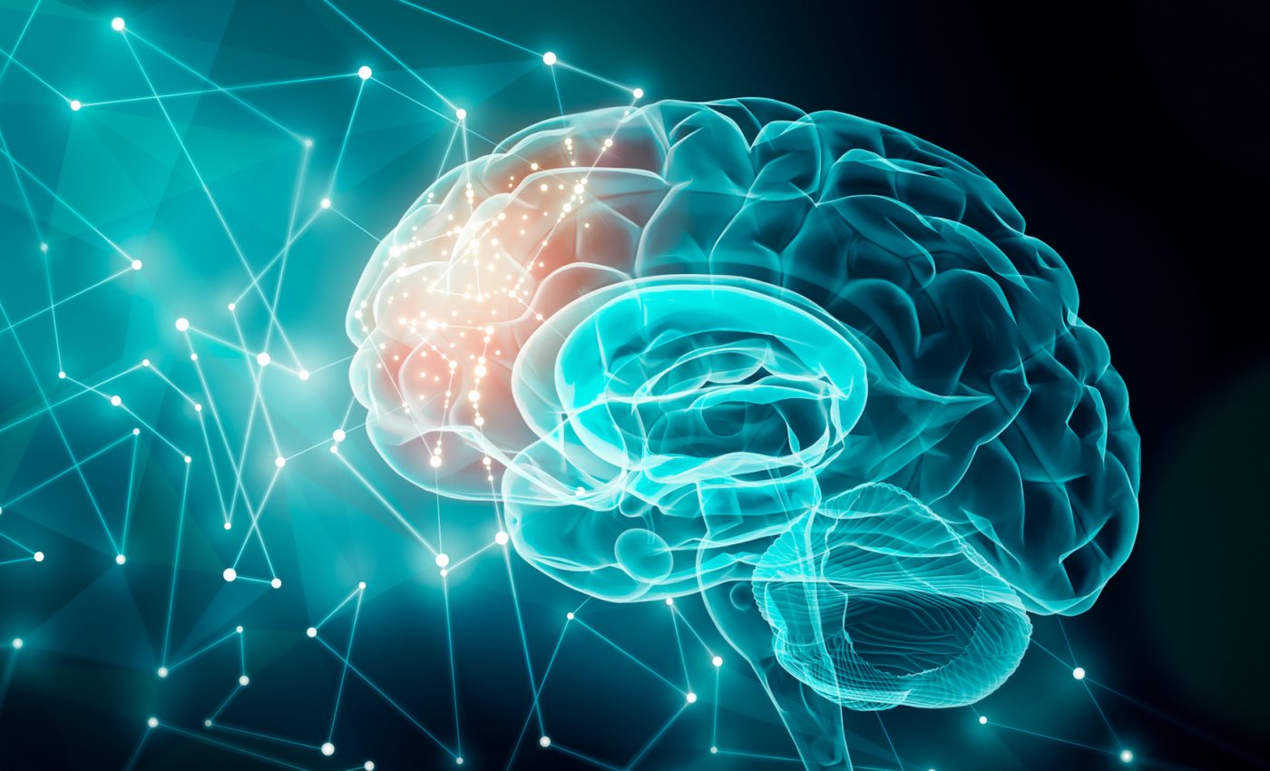 New ‘parts list’ will drastically improve our understanding of the brain