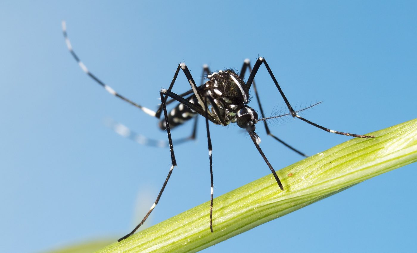 Tiger mosquitoes may be quickly adapting to colder climates