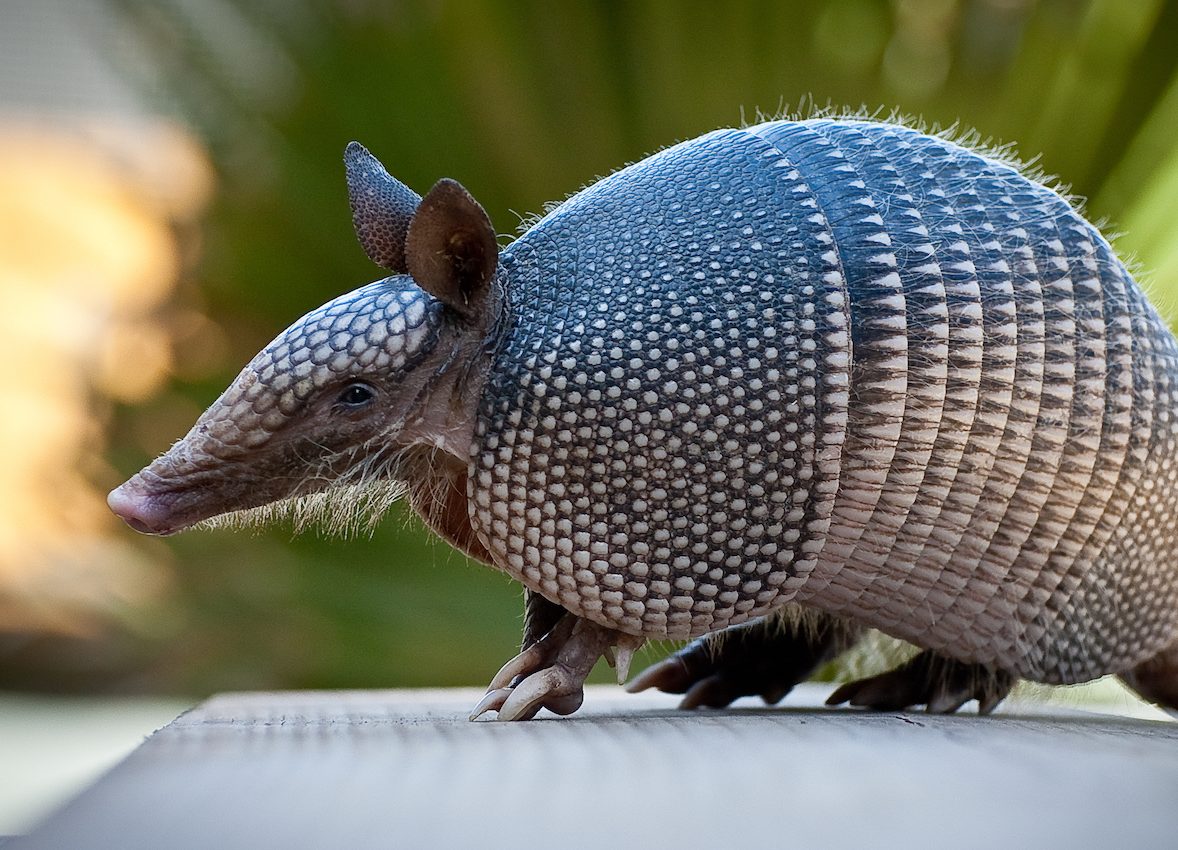 The strange story of armadillos and leprosy in the Americas