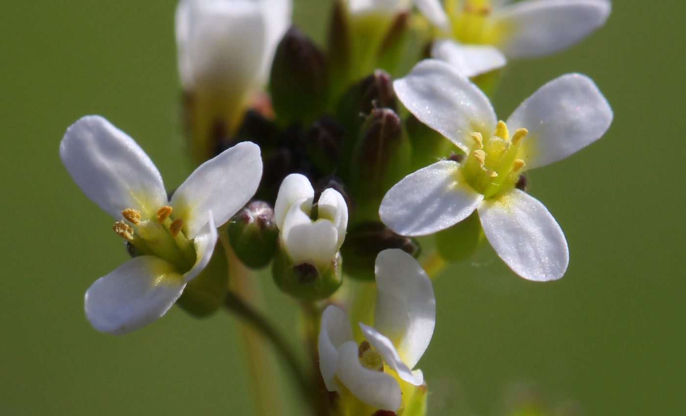 Inventory of plant defense tools is a major step toward disease-resistant crops
