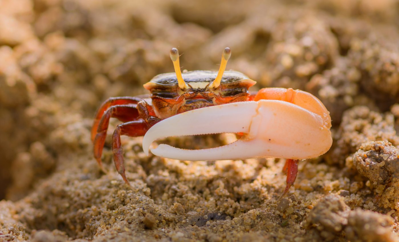 Fiddler crabs can separate light polarization and brightness