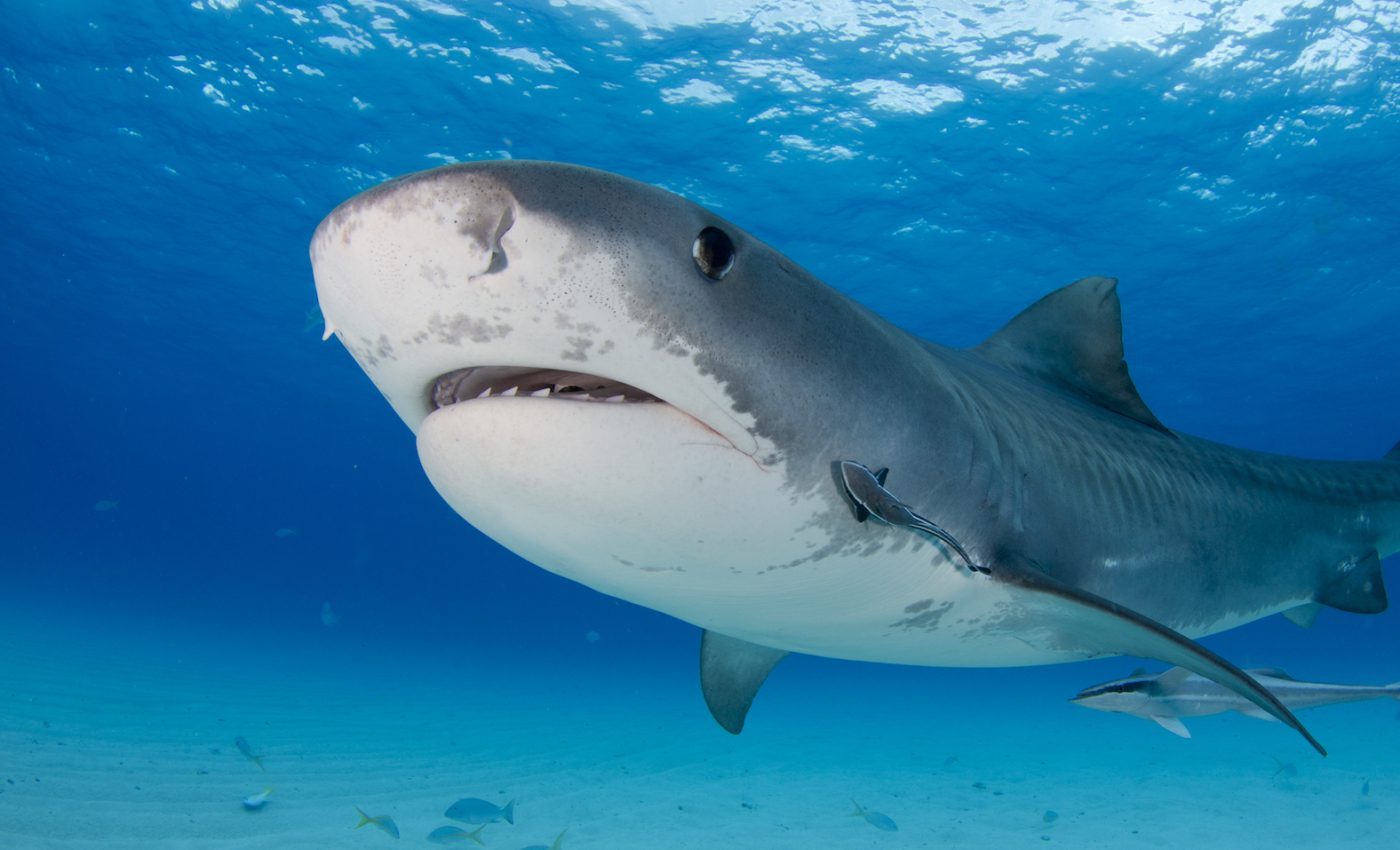 LandShark Lager gets serious about shark conservation