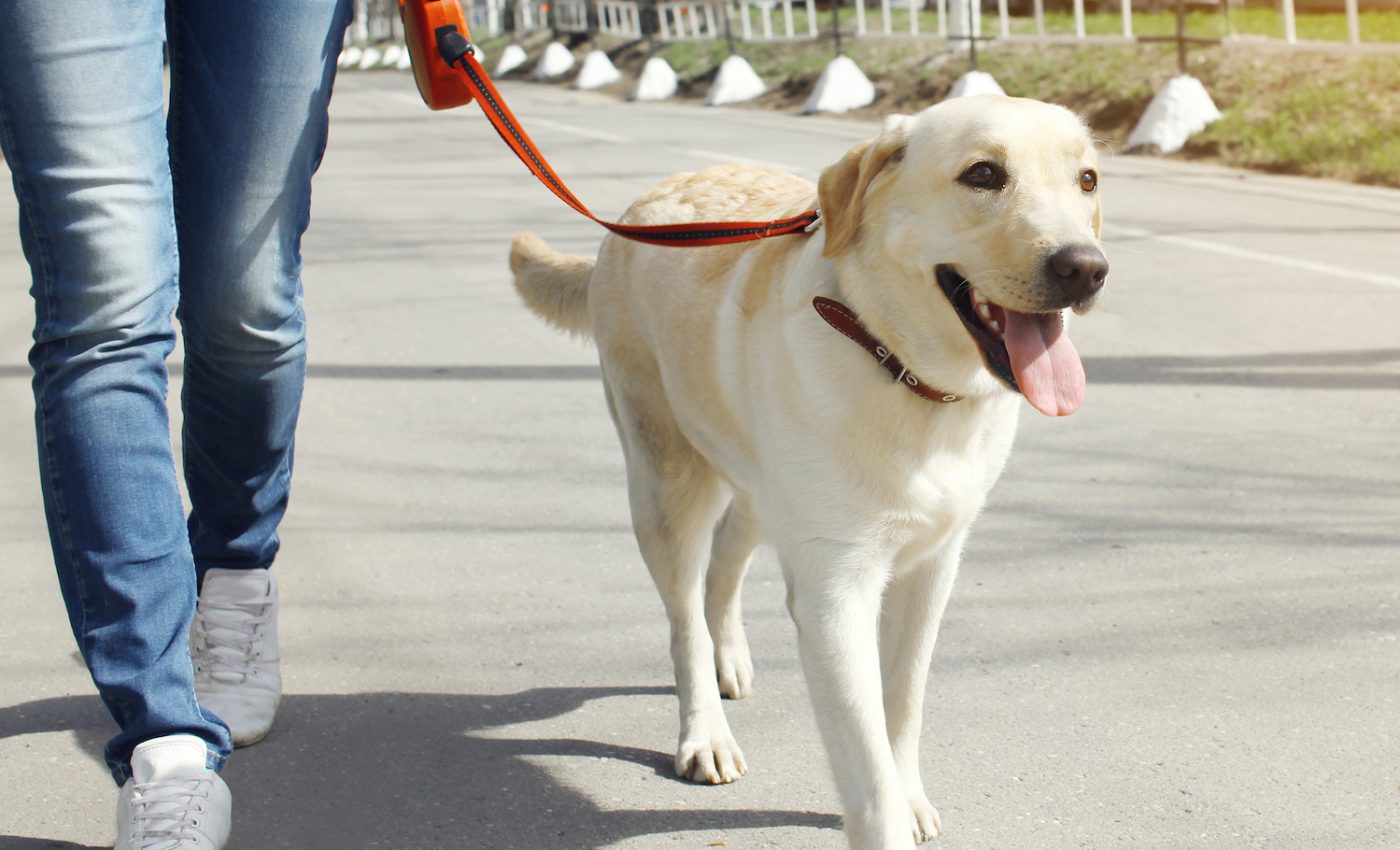 Having a dog can improve your cardiovascular health