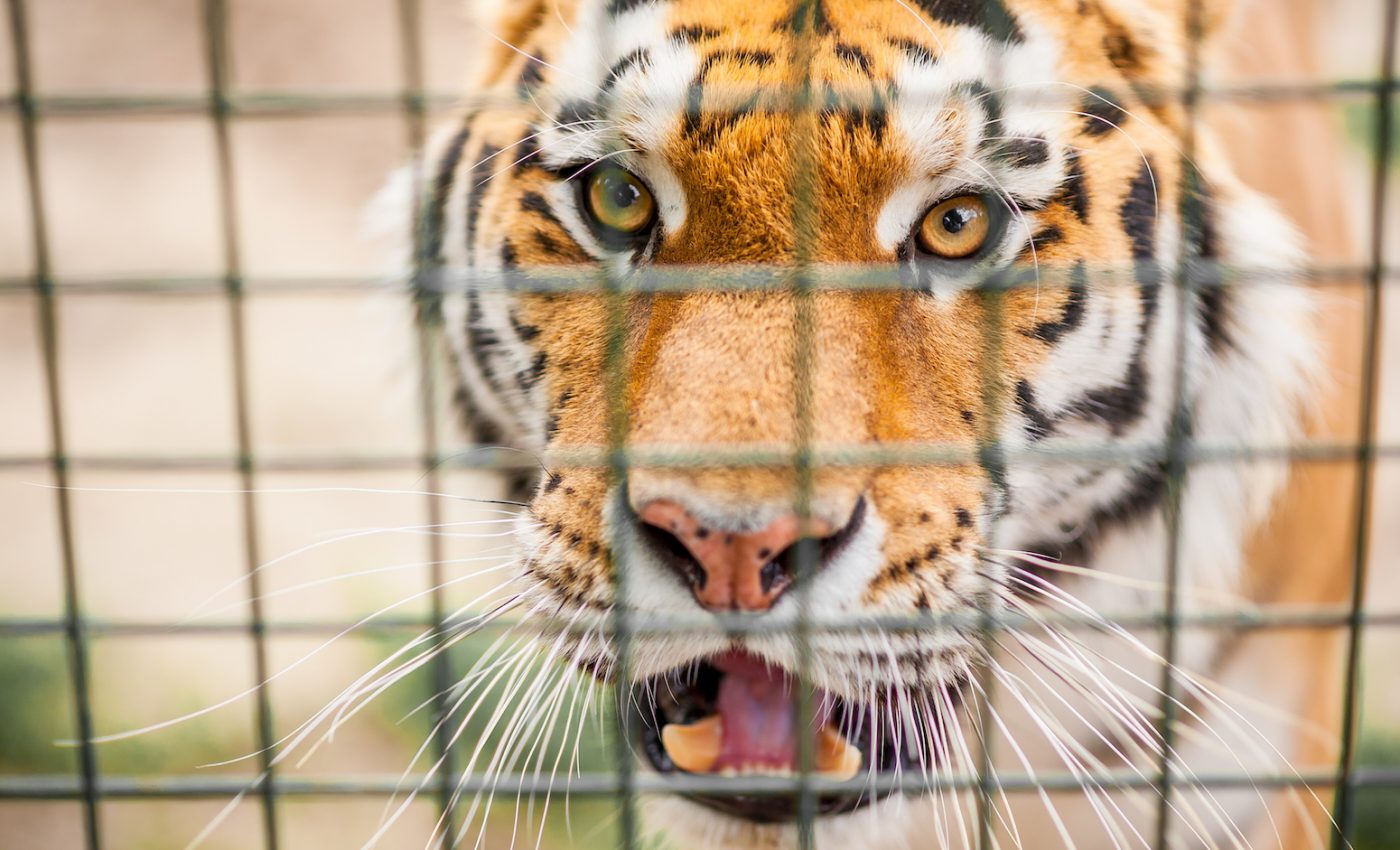 Thousands of tigers have been trafficked since 2000, report shows
