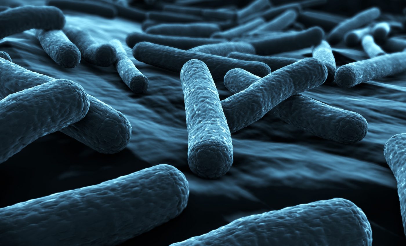 Why dangerous E. coli strains come from cattle