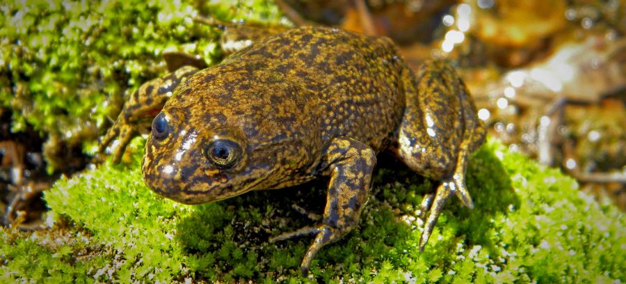 Rescue mission evacuated the last of the world’s Loa water frogs in Chile