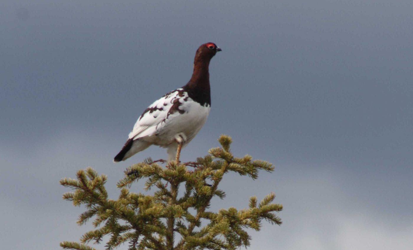 Bird species either have big guts or big brains