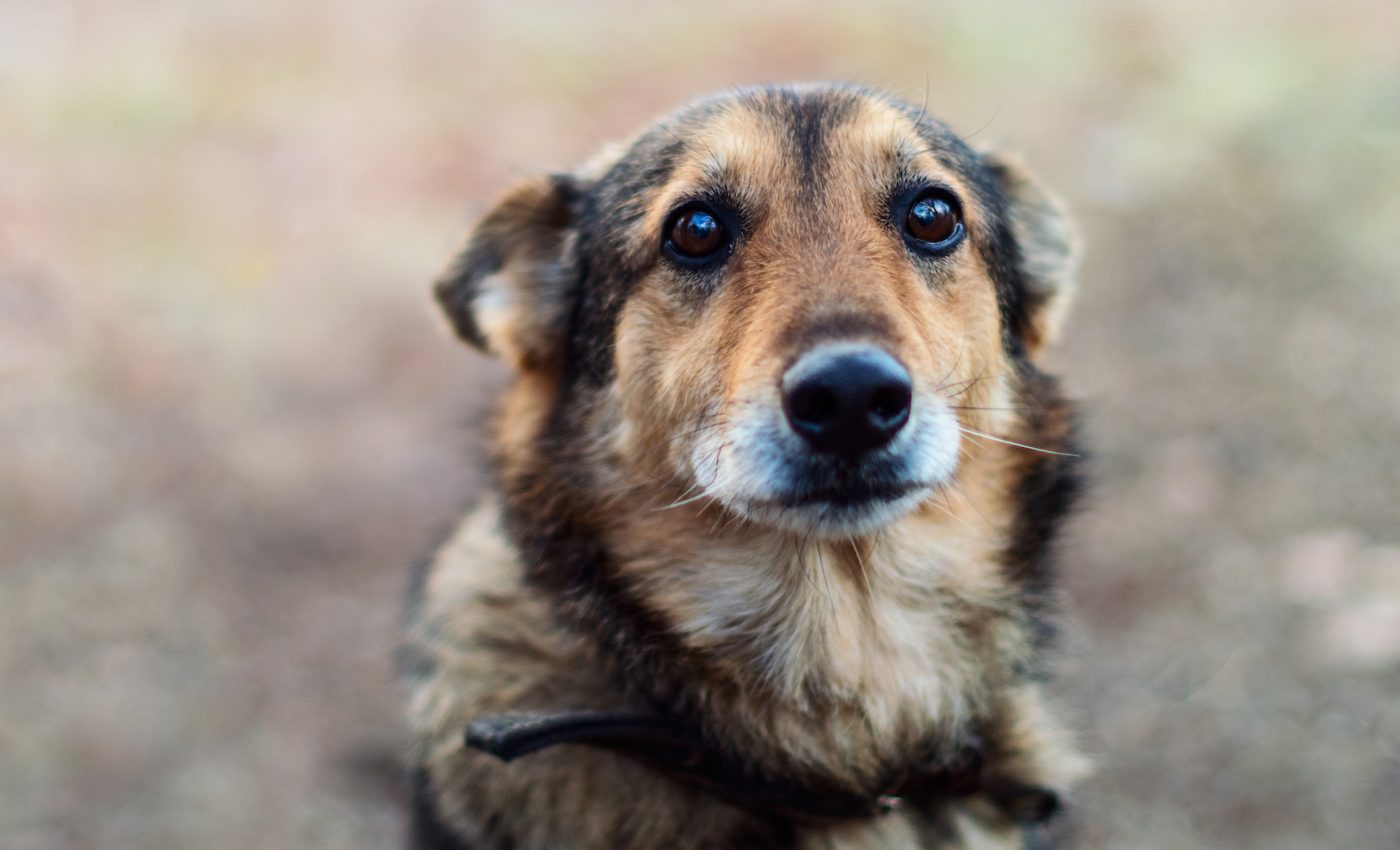 To humans a whimpering puppy sounds just as sad as a crying baby