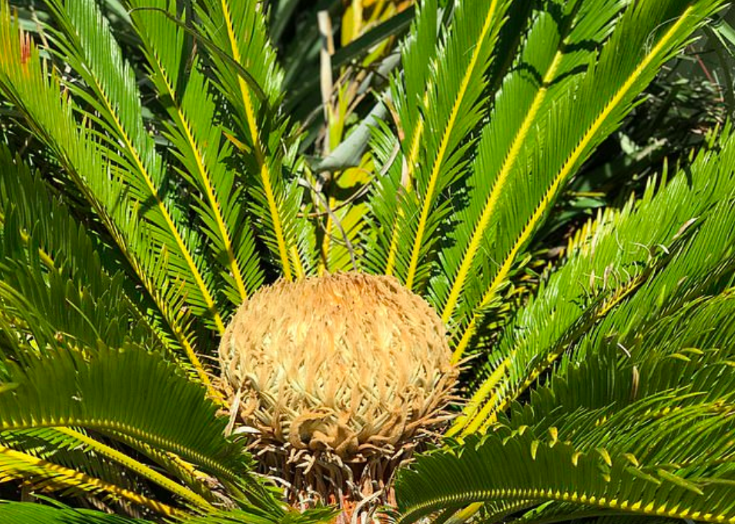 Exotic trees in the UK are proof of climate change in action