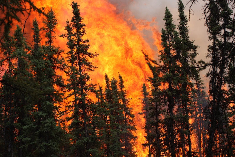 Wildfire activity and global warming are transforming forests in Alaska