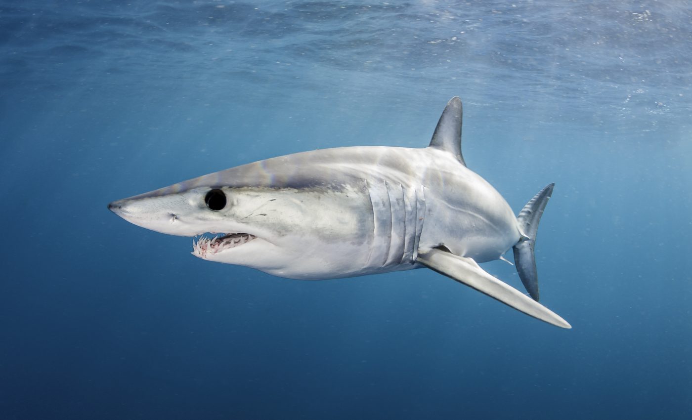 Mako shark protections supported by many countries, opposed by the US and Canada