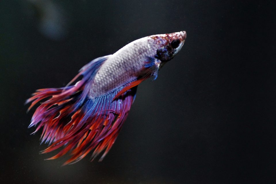 What Are Betta Fish?