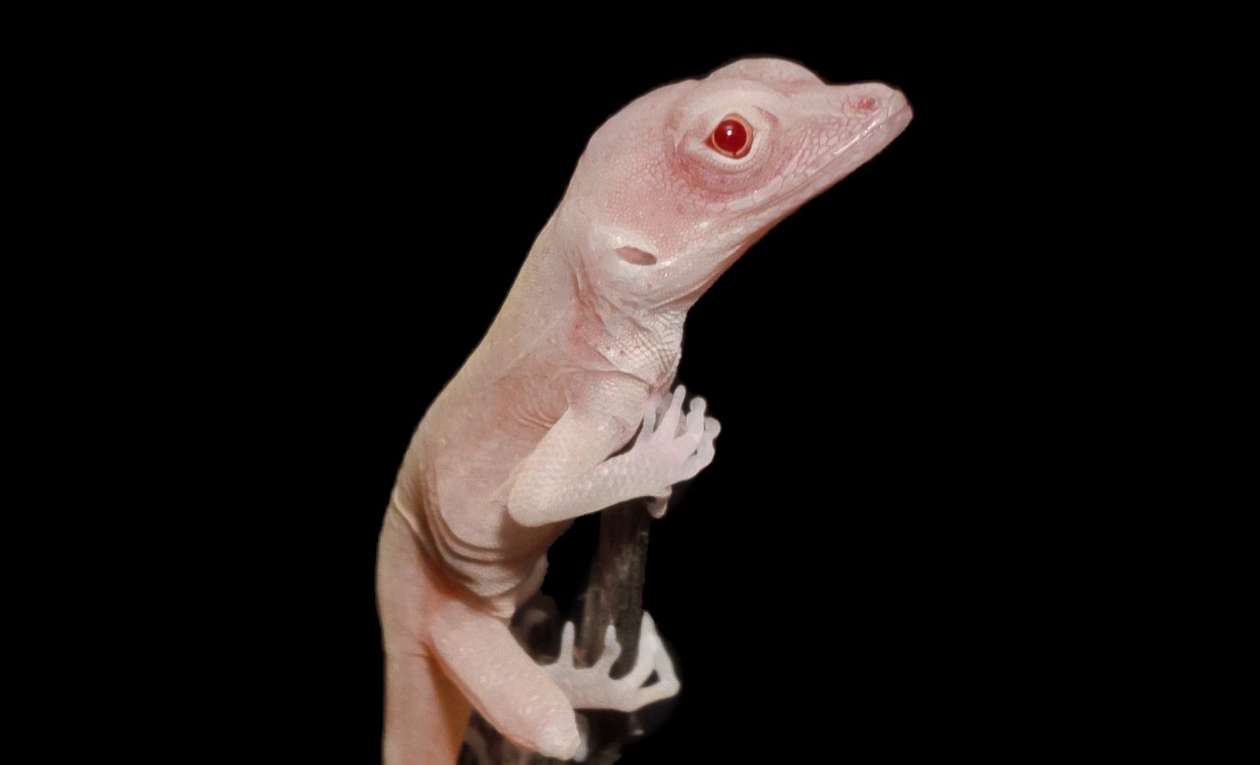 Say hello to the world’s first gene-edited reptiles