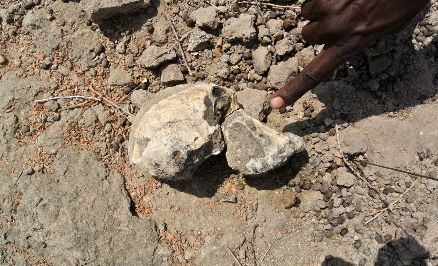 New study completely changes what we know about early human evolution