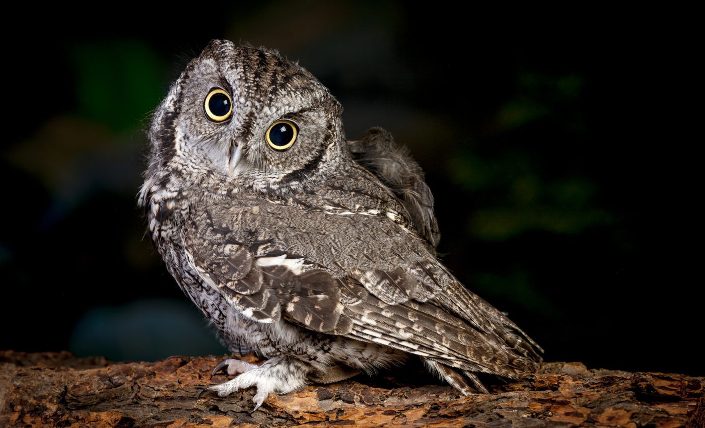 Mathematical modelling explains why some animals can see at night