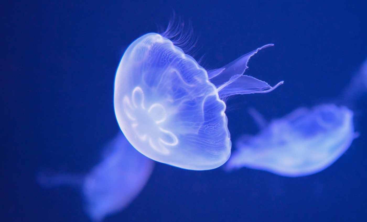 New gripper device allows researchers to study jellyfish safely