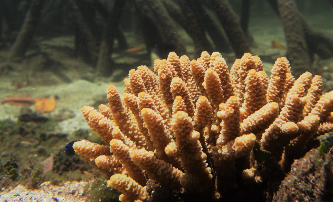 Corals documented growing in extreme mangrove lagoons