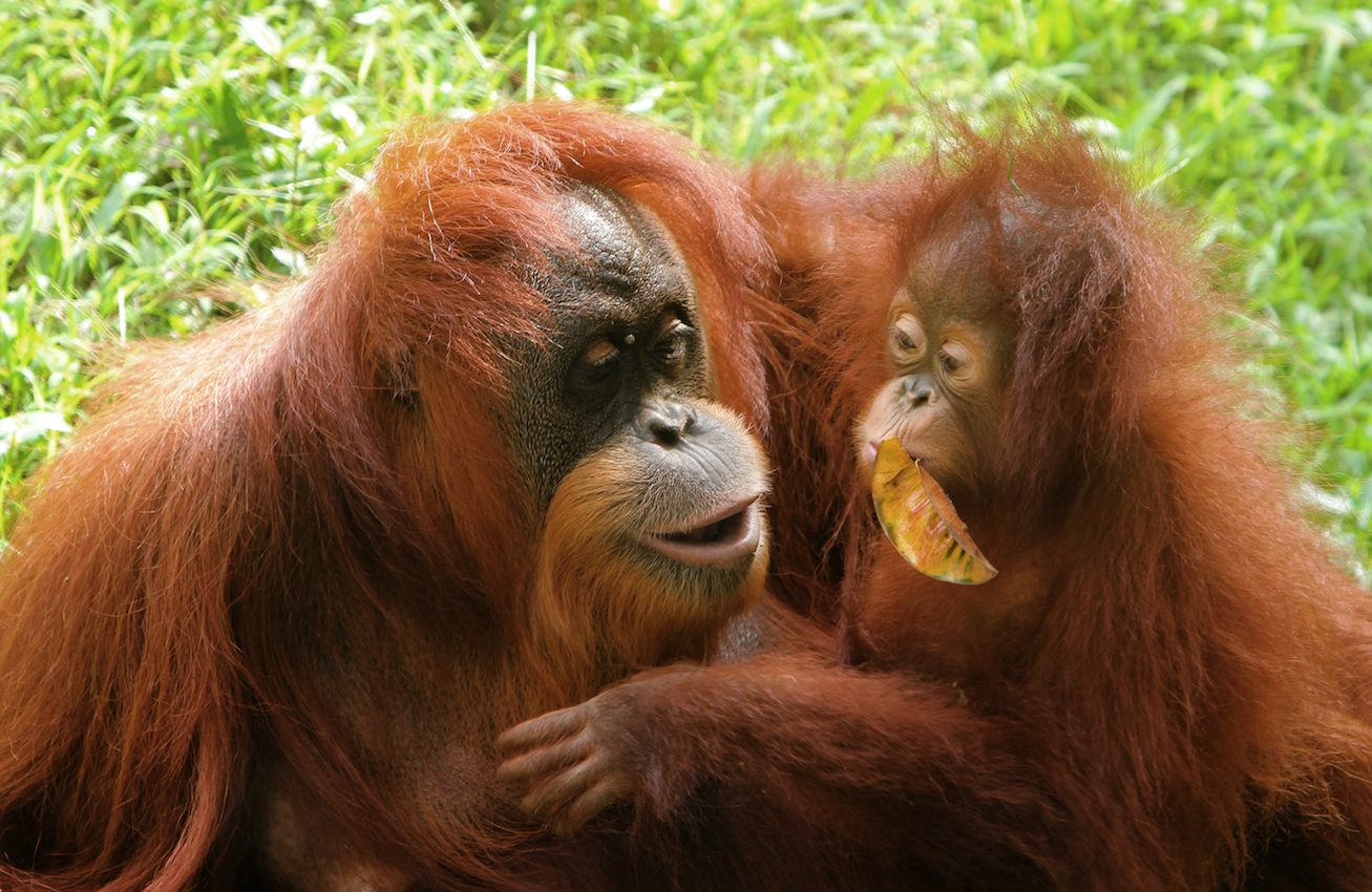 Vocal abilities of orangutans may help unravel the mysteries of human speech