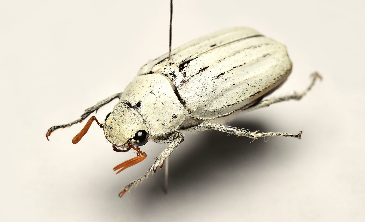 The structure of beetle scales could help scientists create sustainable paint