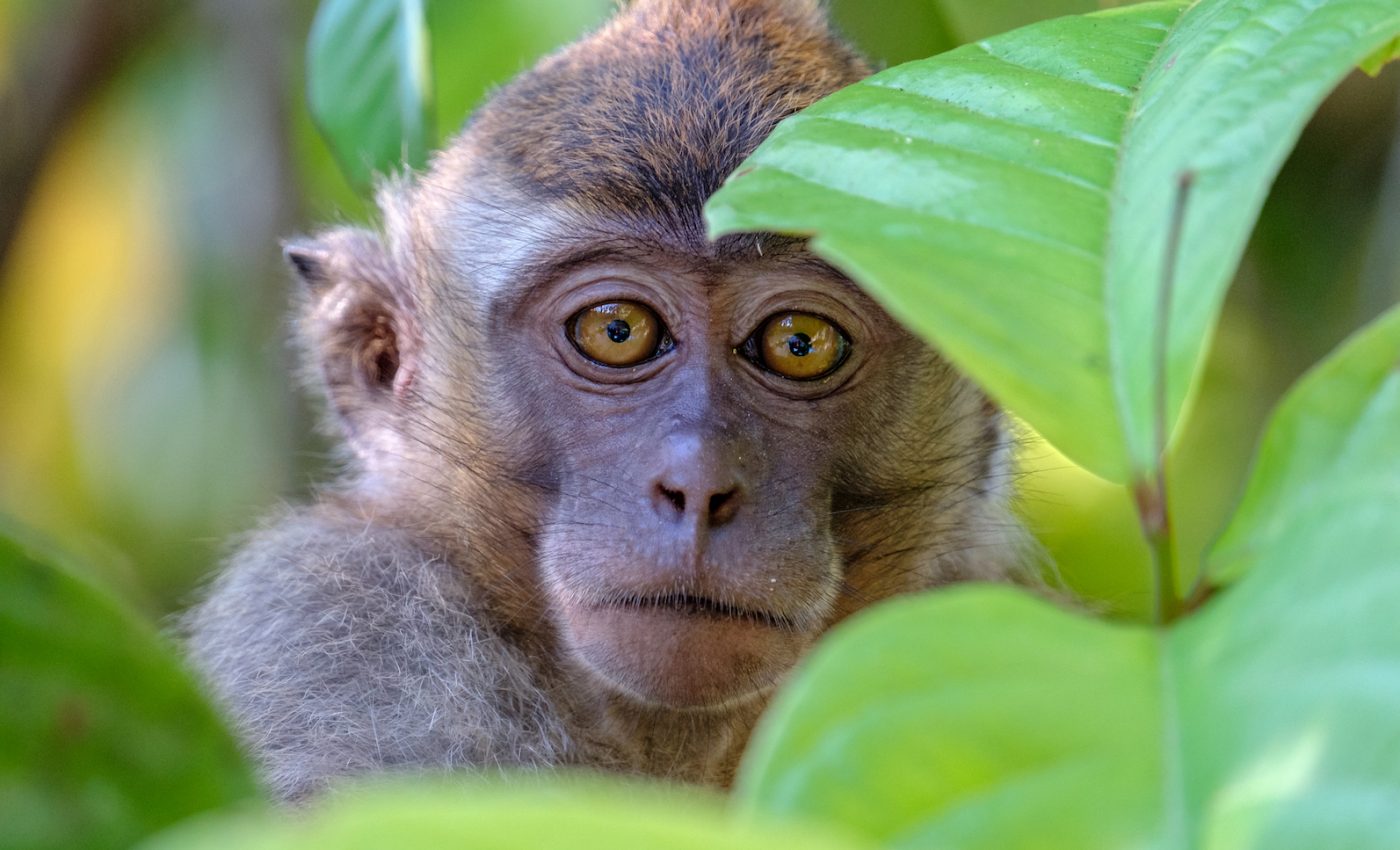 Scientists call for increased focus on animal ethics