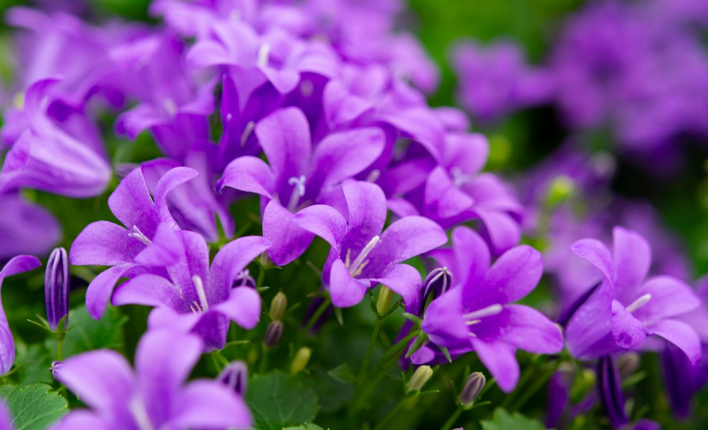 American bellflower reveals how plants adapt to climate change