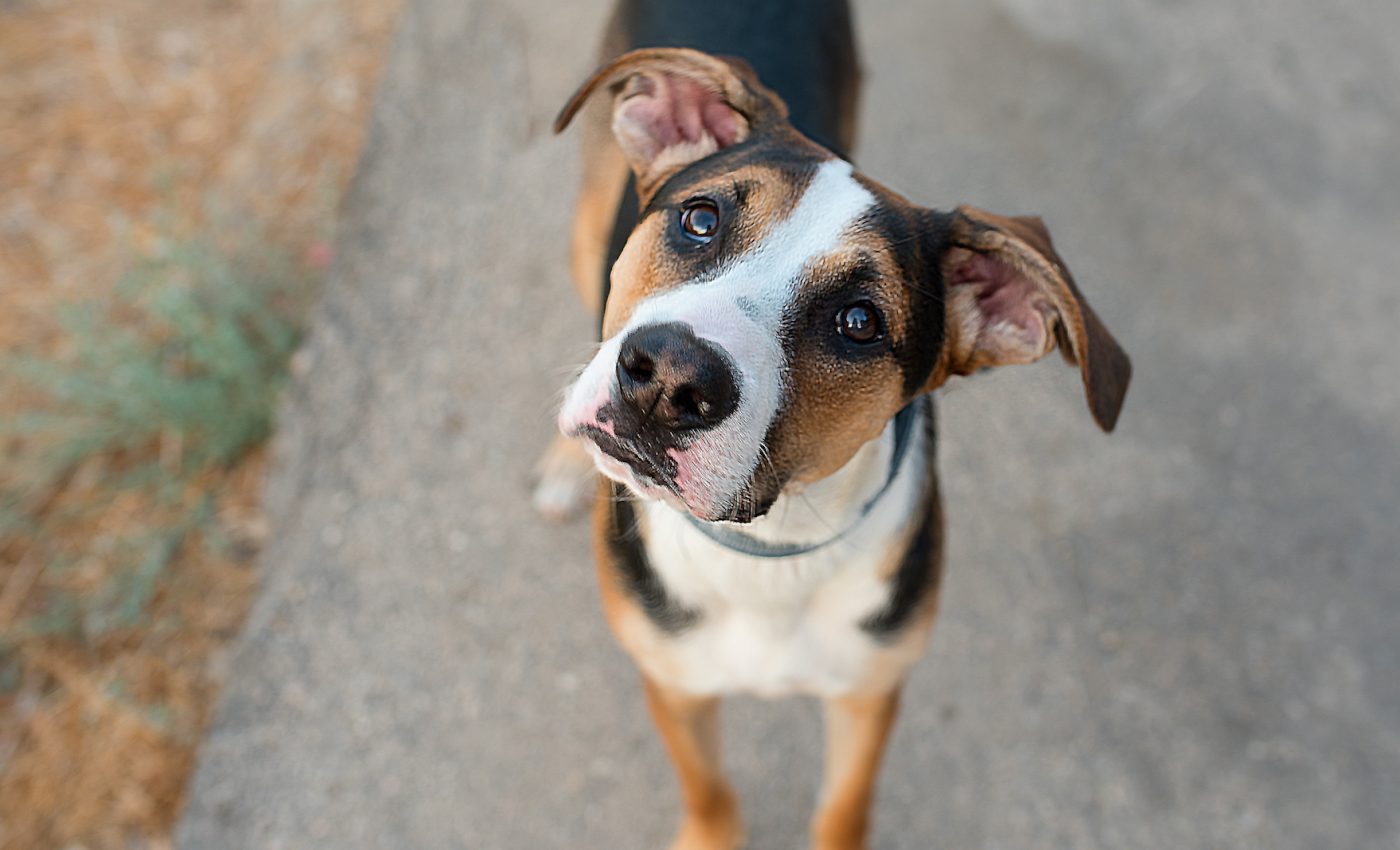 Humans have changed the brain structure of dogs