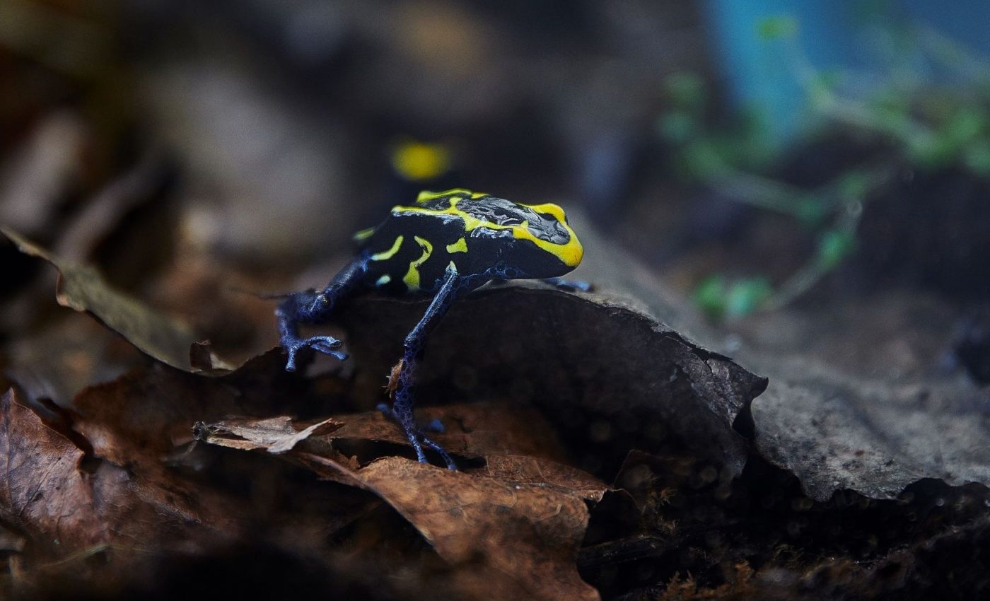 Poison frogs flourish even amongst stronger competitors