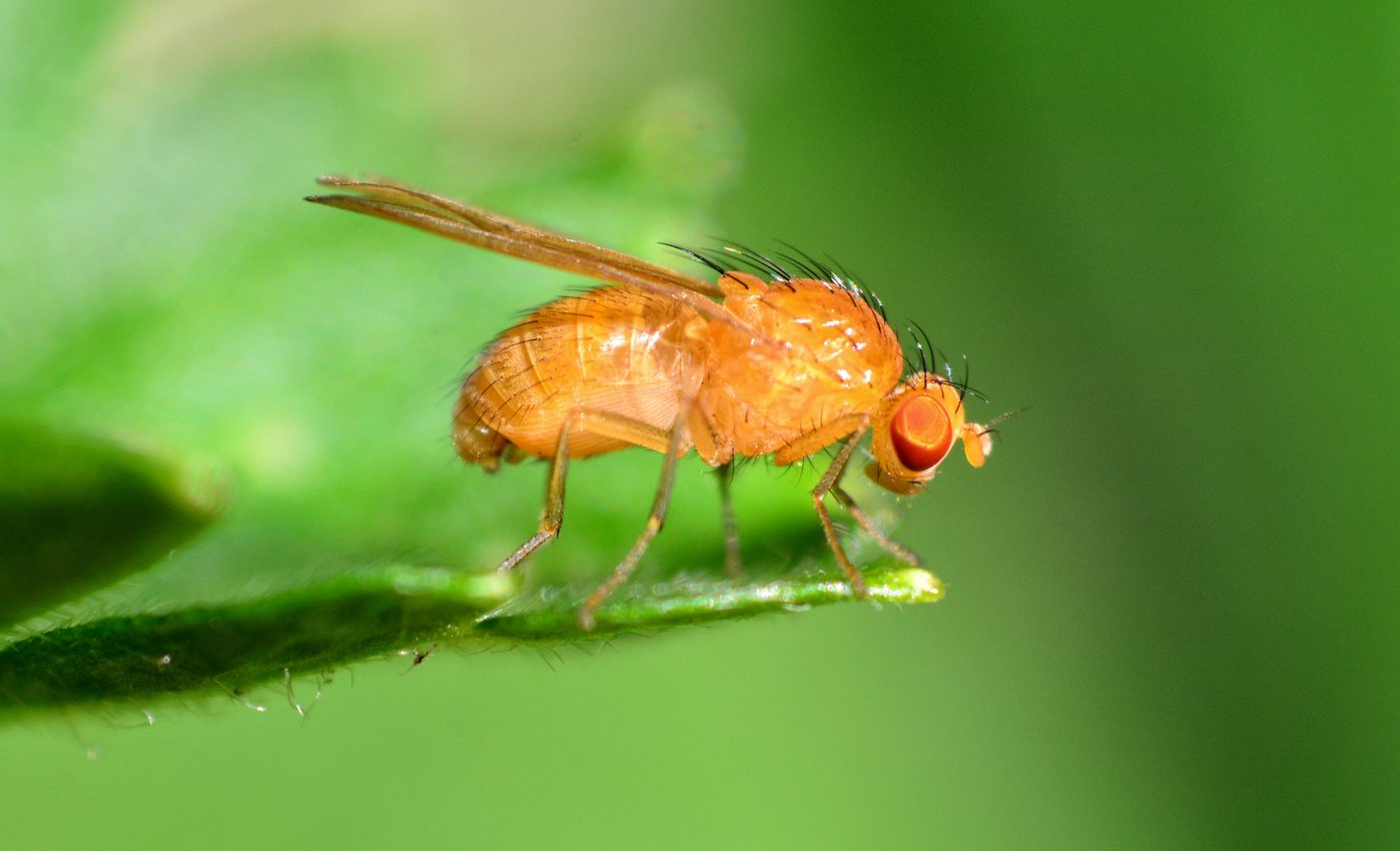 The feeding habits of fruit flies provide more insight into human diets