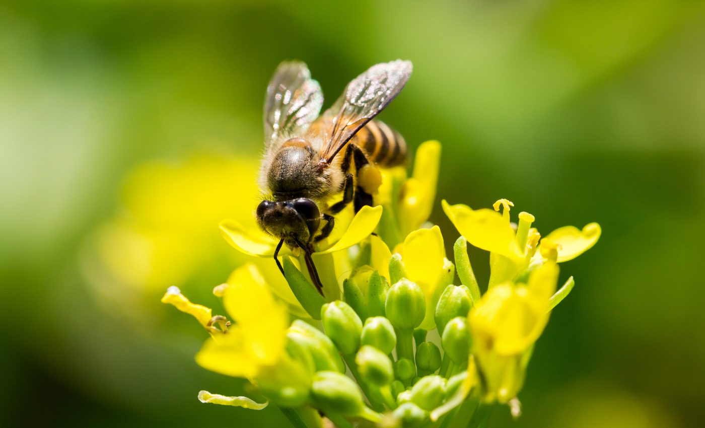 Scientists train sniffer bees to detect explosives and radioactive materials