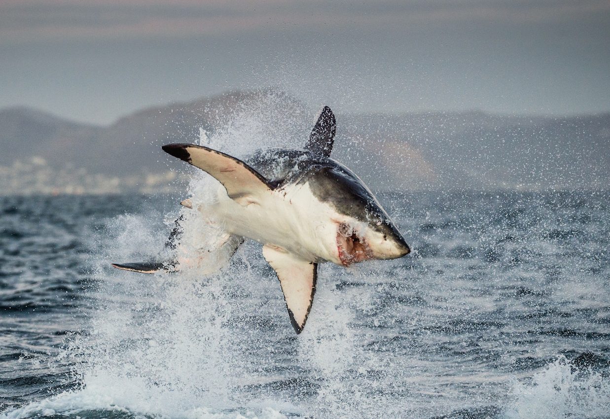 Great white sharks are suddenly absent from their hunting grounds off Cape Town