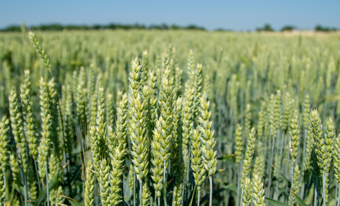 Newly discovered barley gene could help cultivate drought resistant crops