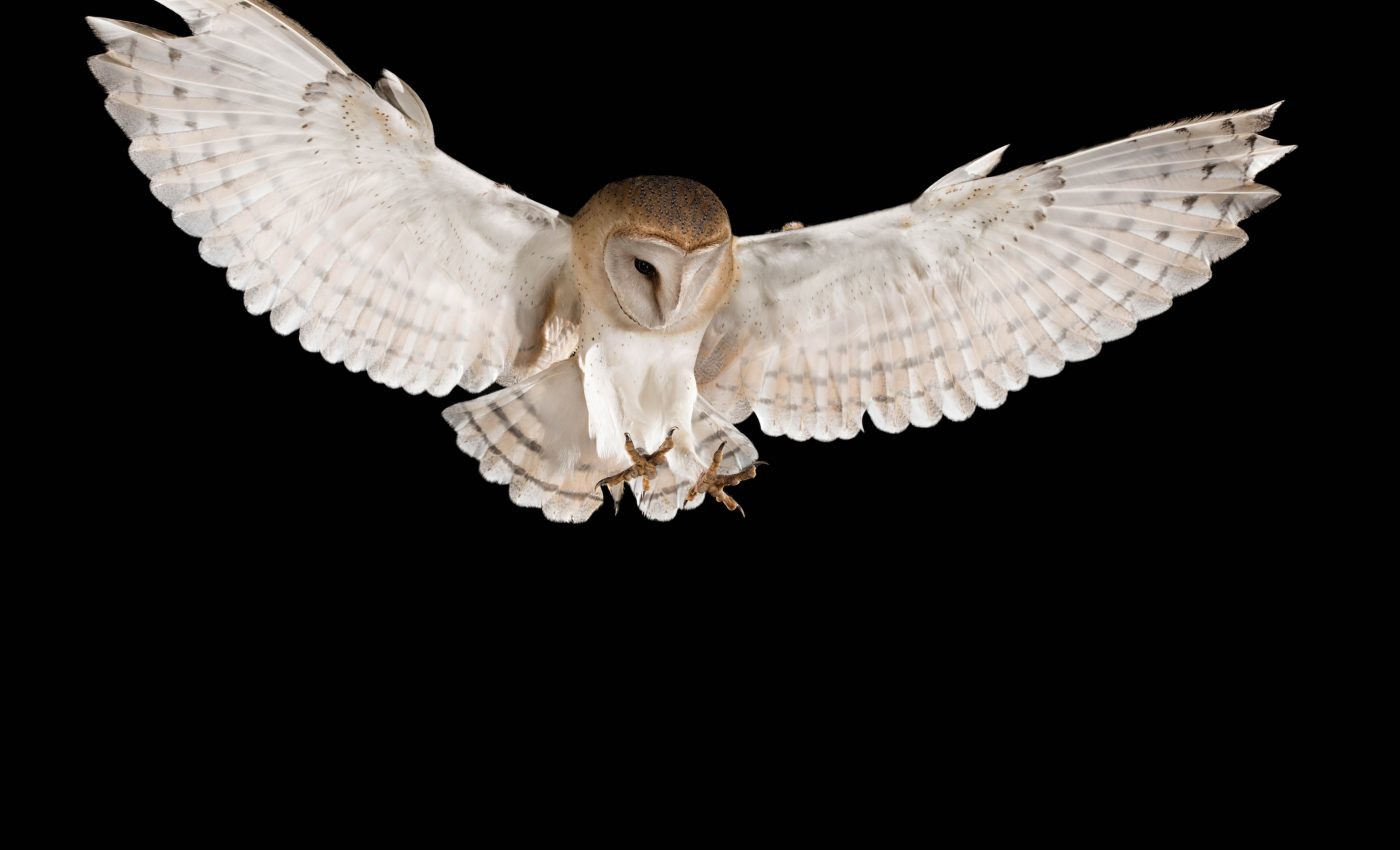 White barn owls have surprising hunting success under a bright moon