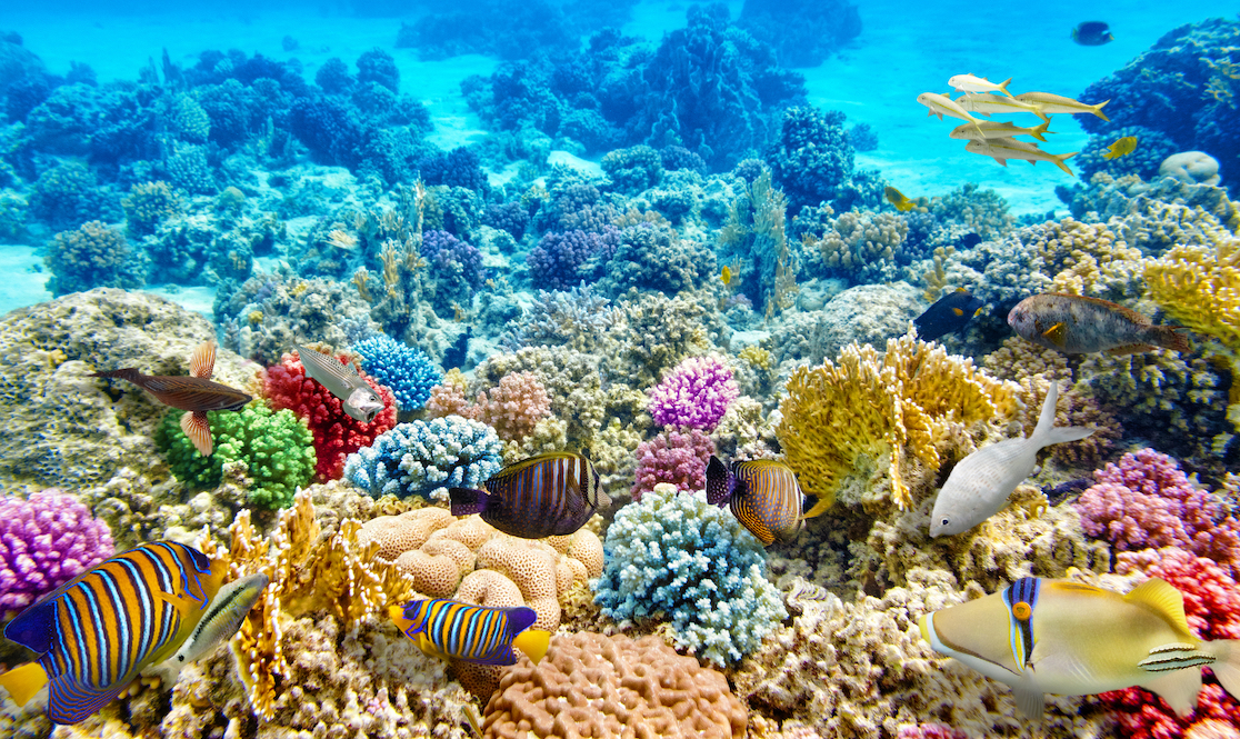 Resilient coral reefs moving north can be guarded against one additional threat