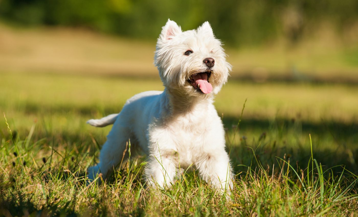 Bulldogs have grown more popular than terriers in the UK due to social media