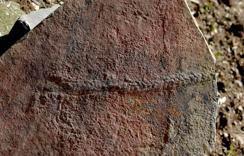 550 million-year-old animal trail fossil discovered in China