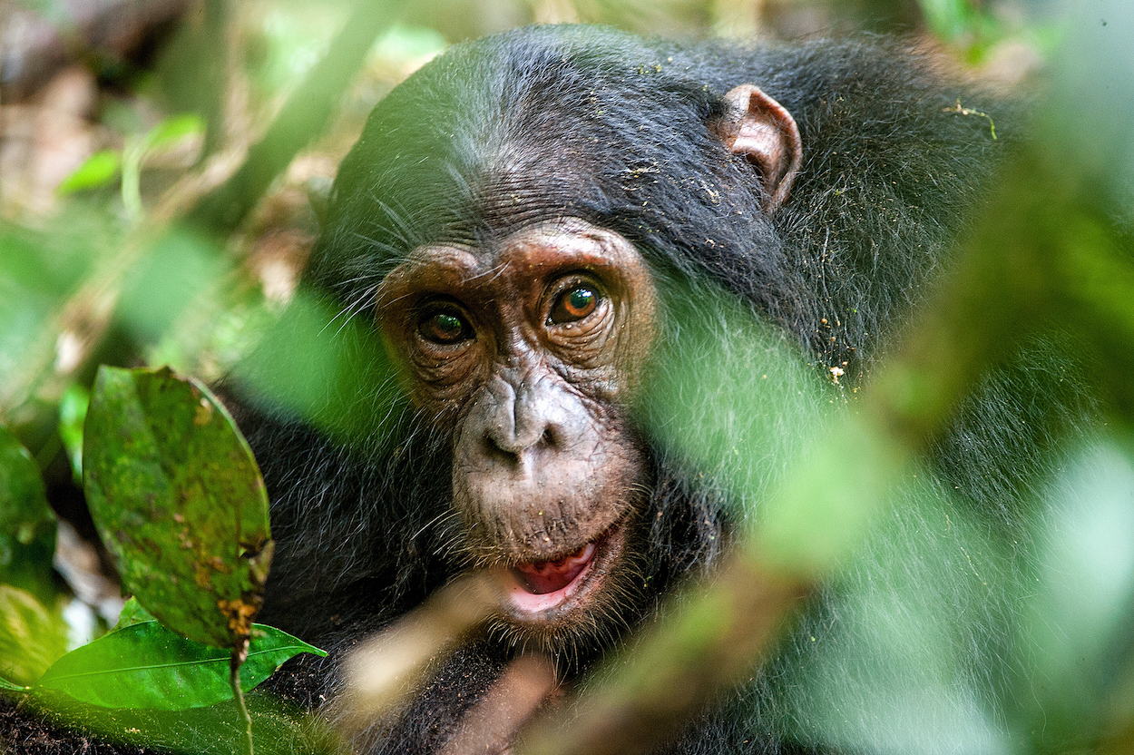 New AI software can recognize and track chimpanzees in the wild