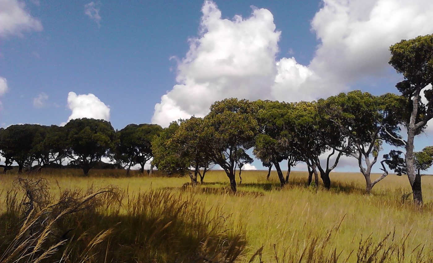 Wild silk business may support forest conservation in Madagascar