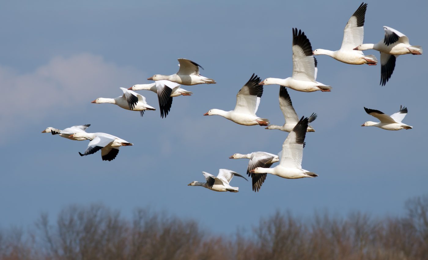 How do birds use the Earth’s magnetic field to navigate their migration paths?