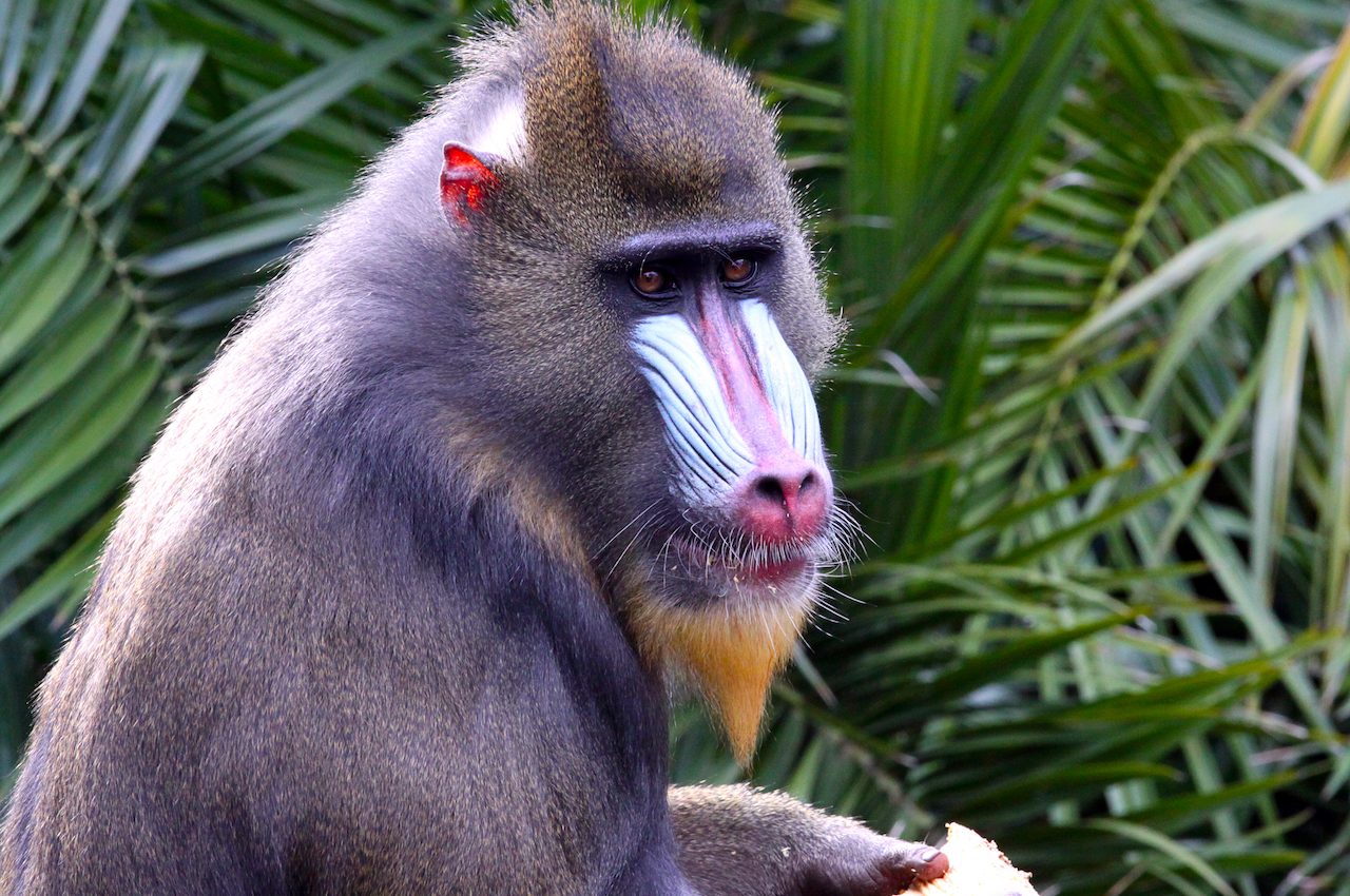 Monkeys have humans have two fundamentally different language systems