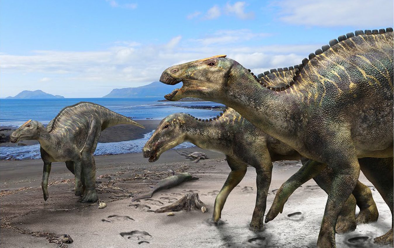 A nearly-complete duck-billed dinosaur fossil discovered in Japan