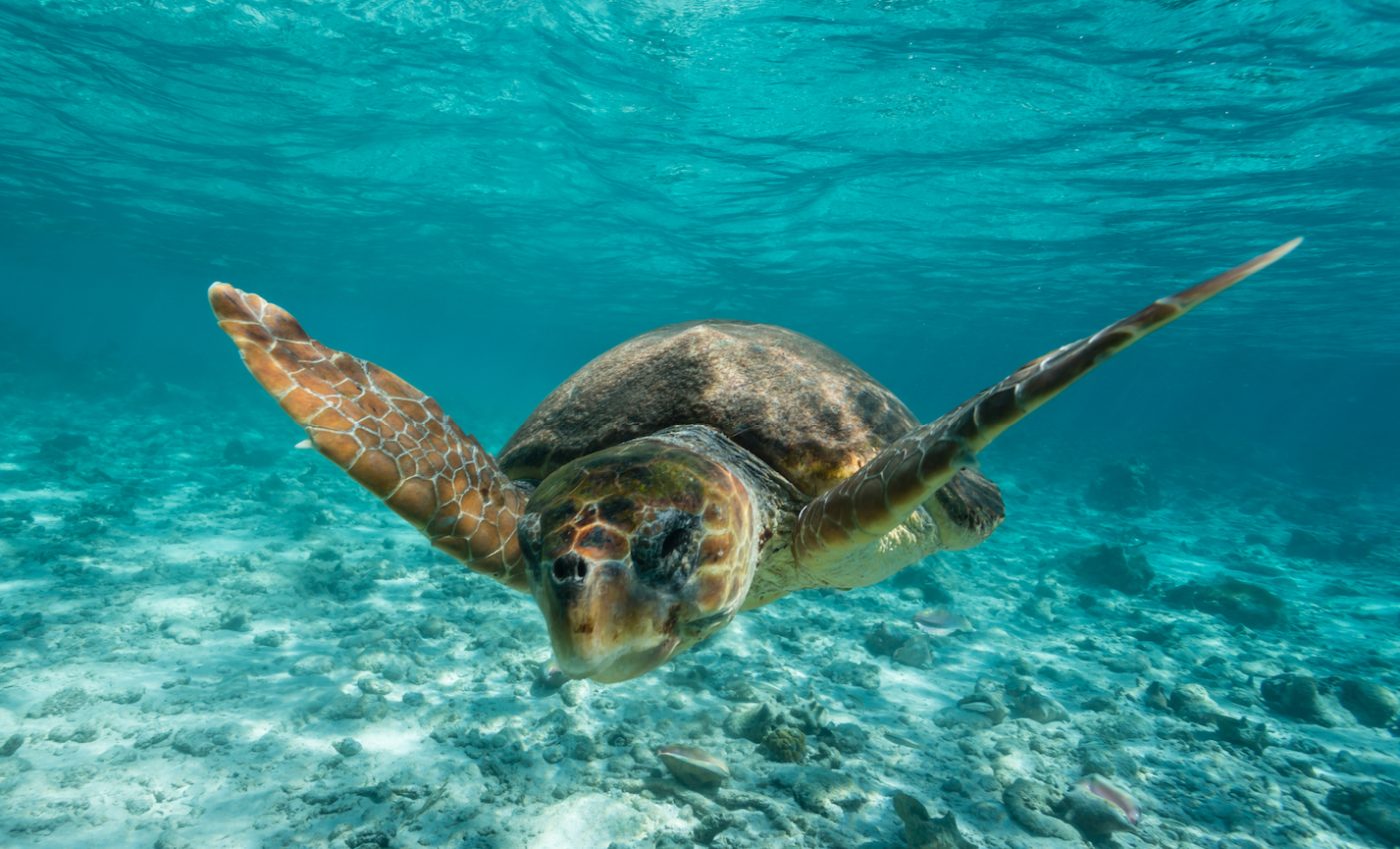 Loggerhead turtles may benefit from a warming climate, but not for long