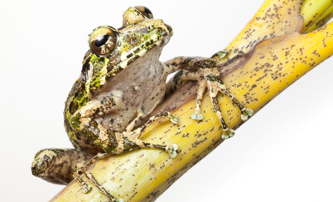 Haiti gets its first private nature reserve to protect forests and species