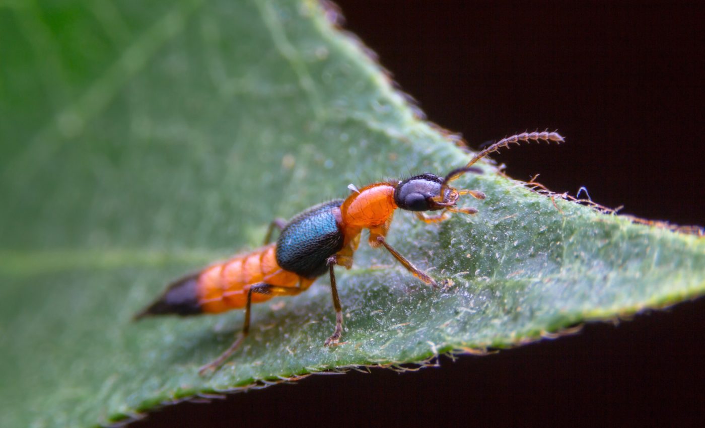 Research reveals that the oldest known rove beetle actually isn’t a rove beetle