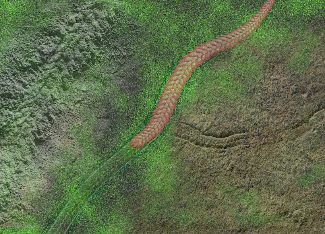 Evolution of the oldest segmented animal revealed in fossilized