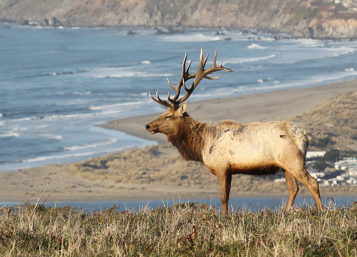 Tule elk of Point Reyes National Seashore are in conflict with ranchers