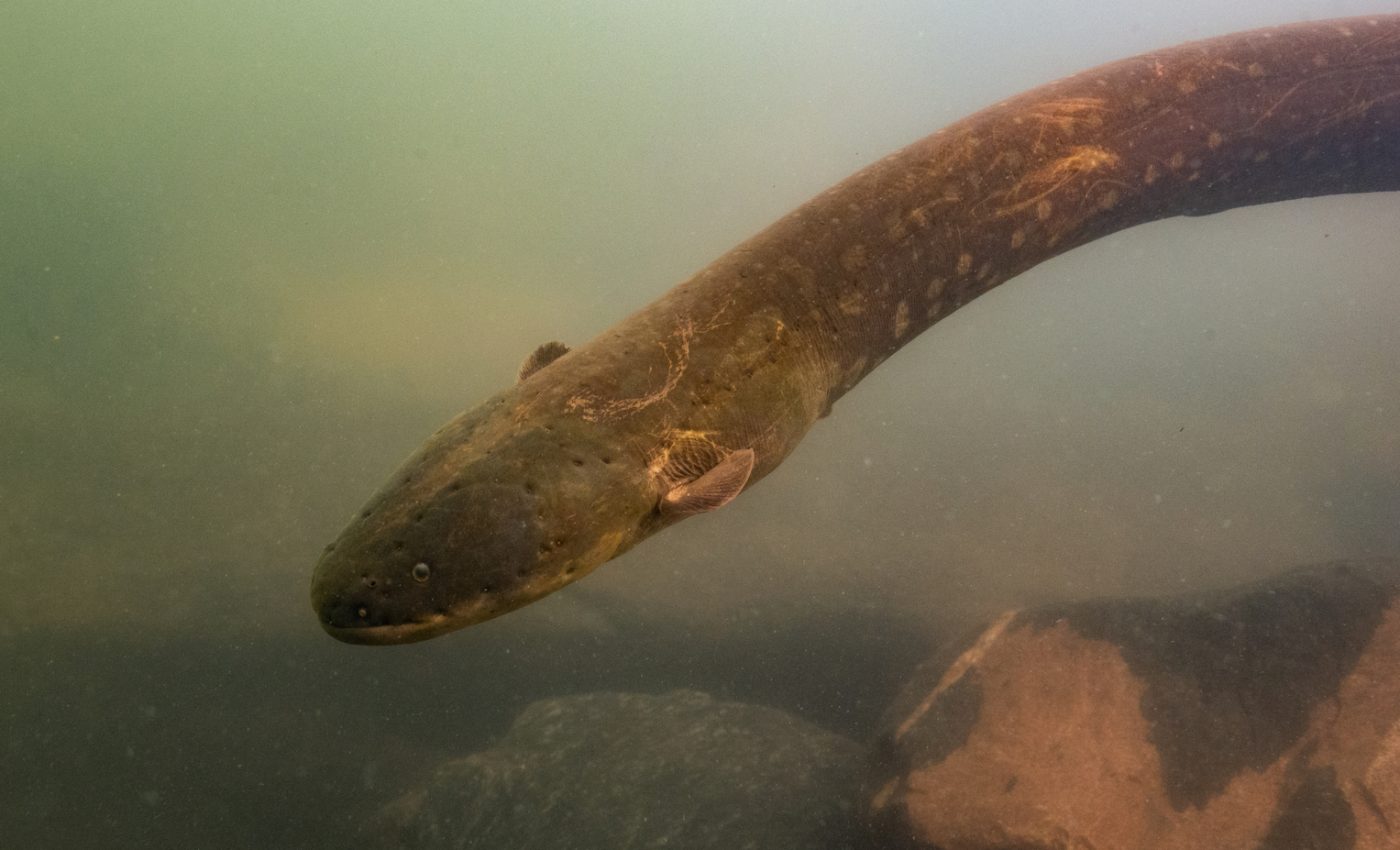 Electric eel species produces most potent electrical discharge of any animal