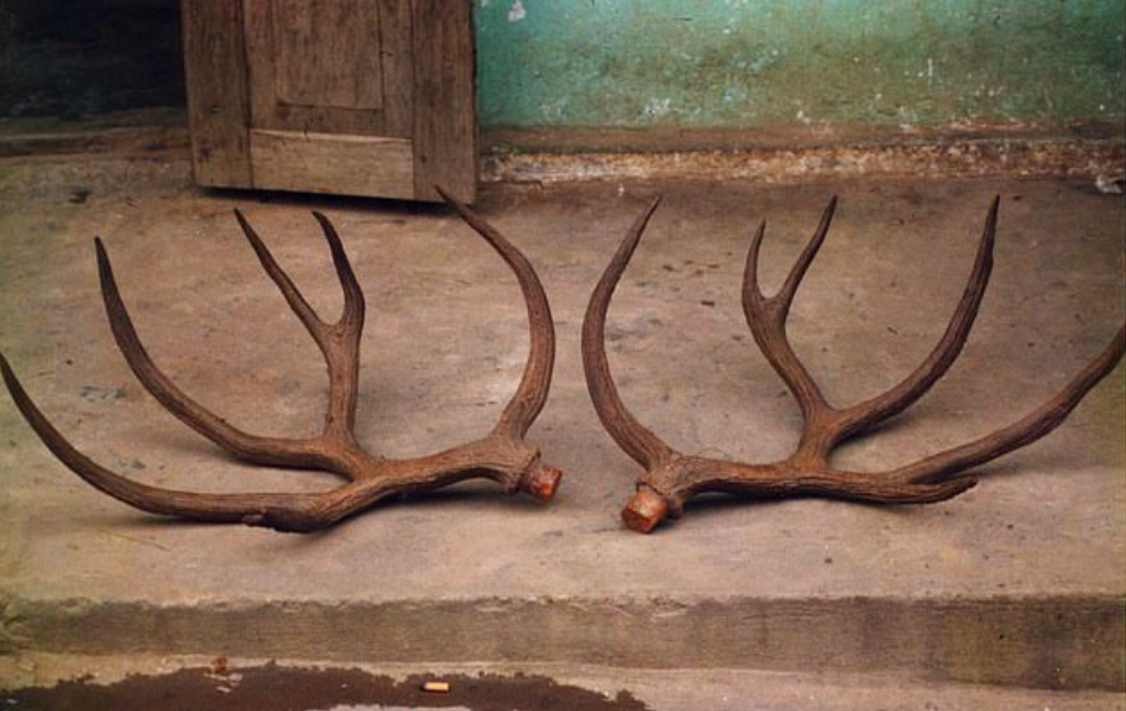 Deer species thought to have gone extinct in the 1930s may still be alive