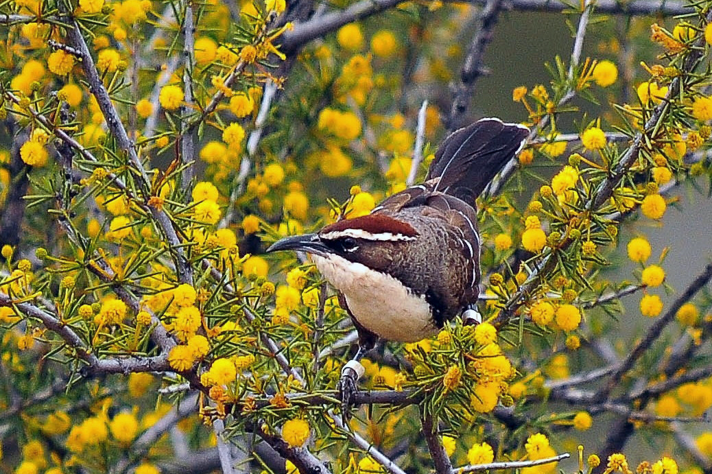 Bird-speak and human-speak aren’t so different after all
