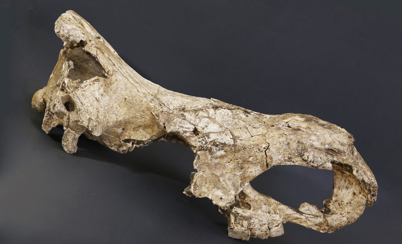 Latest breakthrough could offer new insight into modern human evolution